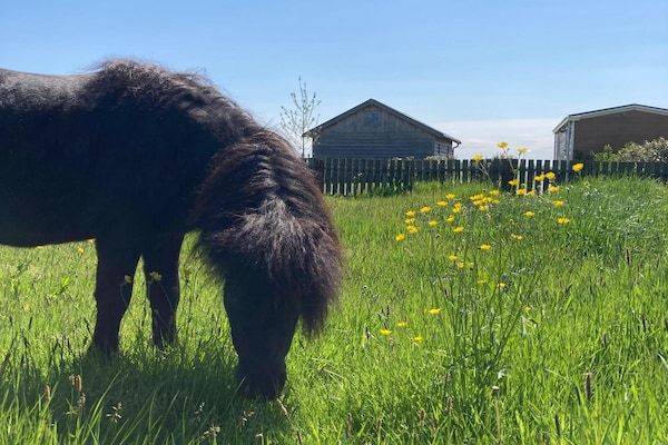 Grutto en Turleluur in Tjerkgaast - Foto 2 van 37