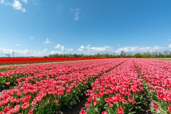 Beach Bungalow Sint aan Zee in Sint Maartenszee - Foto 26 van 26