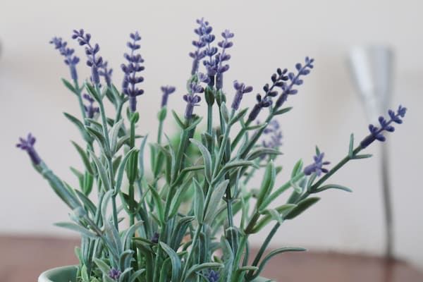 Bargereed 90 in Tzummarum - Foto 40 van 40