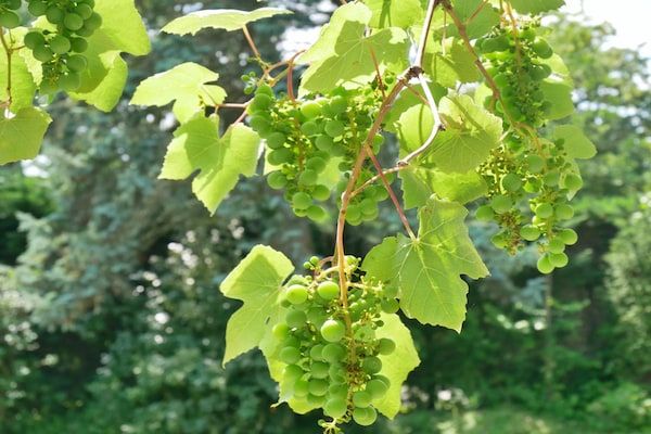 Banjaard - Schulte in Kamperland - Foto 23 van 23