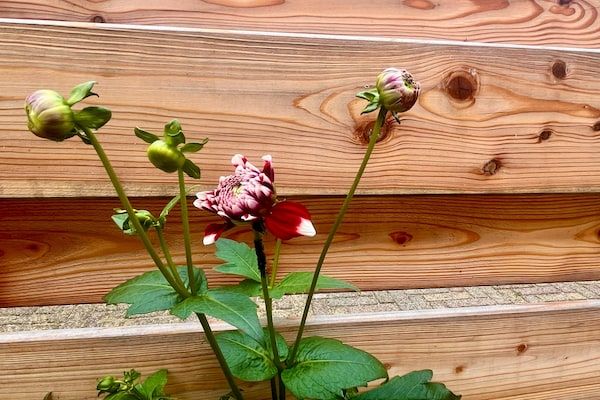 Casa Divera in Noordwijkerhout - Foto 34 van 34