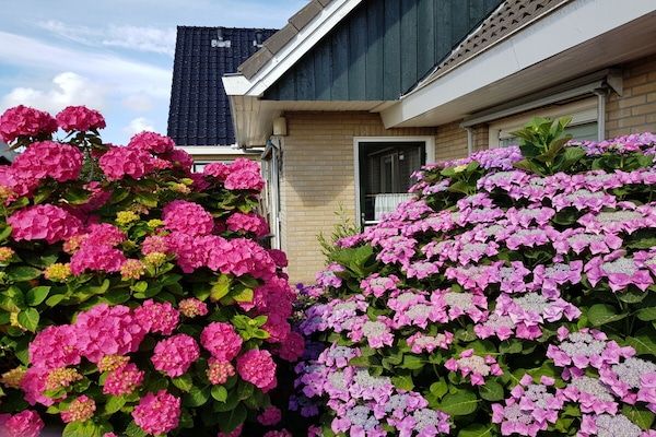 Untagged - Appartement in Ameland met zwembad in Ameland (4)