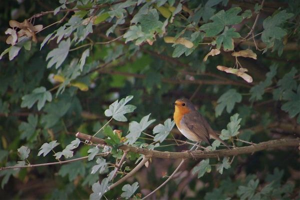 Skries in Nes Ameland - Foto 40 van 40