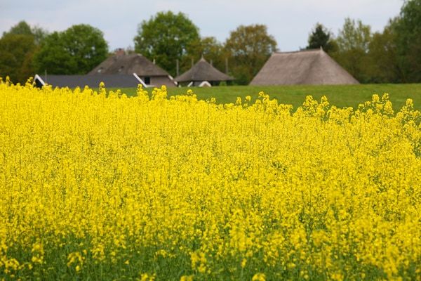 Boshuis in Dalfsen - Foto 36 van 36