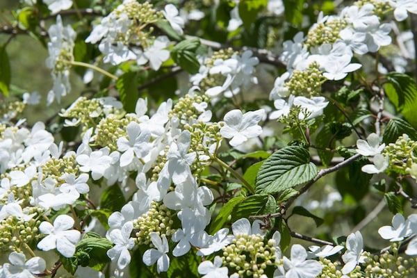 Bungalowpark Rien van den Broeke Village 8 in Nieuw-Loosdrecht - Foto 40 van 40