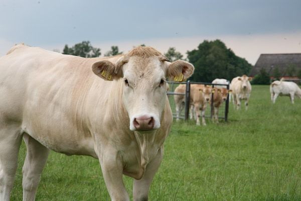 Marke van Ruinen 1 in Ruinen - Foto 22 van 22