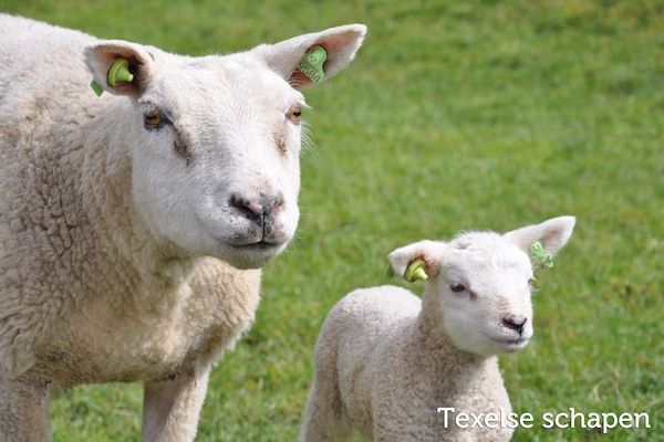 Residentie Californië 1 in De Koog Texel - Foto 41 van 41