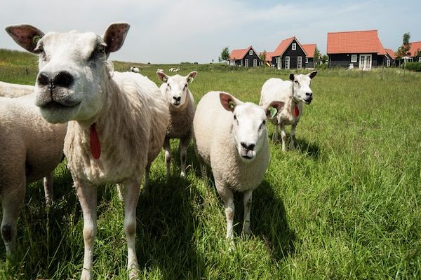 Recreatiepark de Stelhoeve 1 in Wemeldinge - Foto 40 van 40