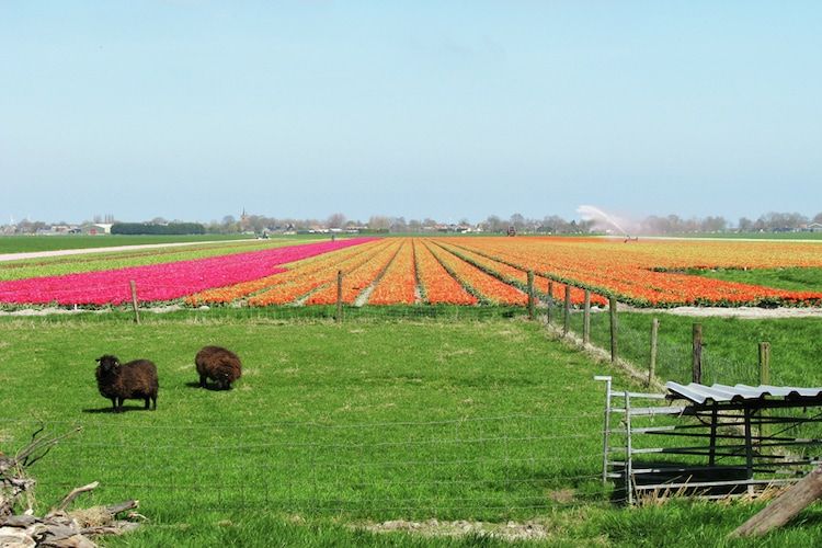 Het uitzicht vanaf Opvakantiebijdeboer in Schellinkhout
