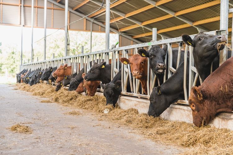 Erve Woolderink in Wierden - Foto 14 van 21