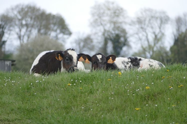 De omgeving van Meschermolen 9 in Mesch-Eijsden